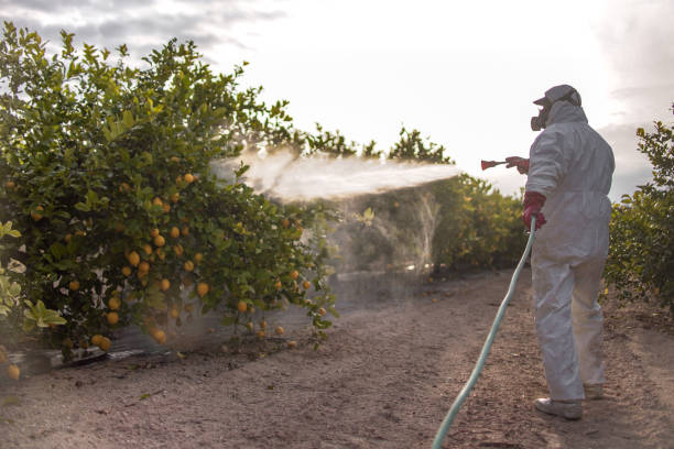 Best Affordable Pest Control Services  in Kings Mountain, NC