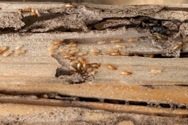 Best Best Pest Control Companies  in Kings Mountain, NC
