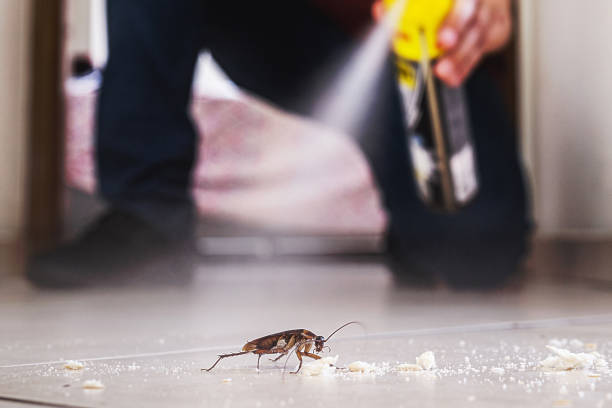Best Flea Control Services  in Kings Mountain, NC