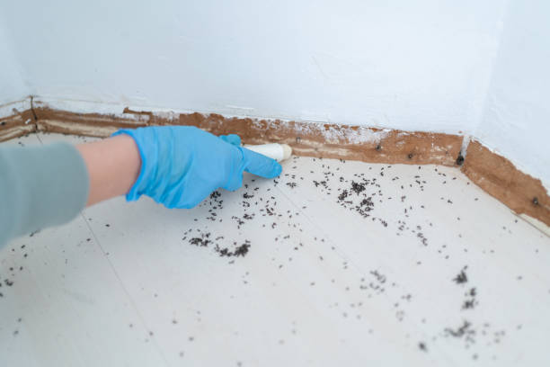 Best Emergency Pest Control  in Kings Mountain, NC